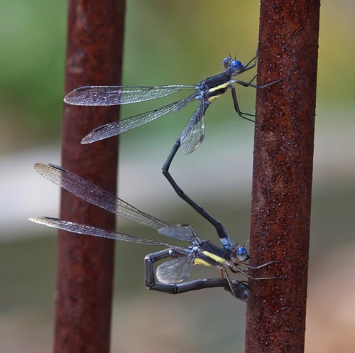 Pair with ovipositing female
12 Oct 2008  MO
